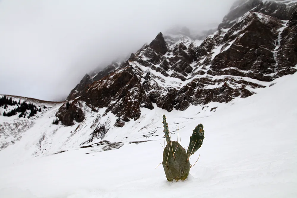 Ohan Breiding Cactus/Kaktus (Helvetica Series), 2013 Digital C-Print 5 x 7 inches Edition of 7 + 2 Aps