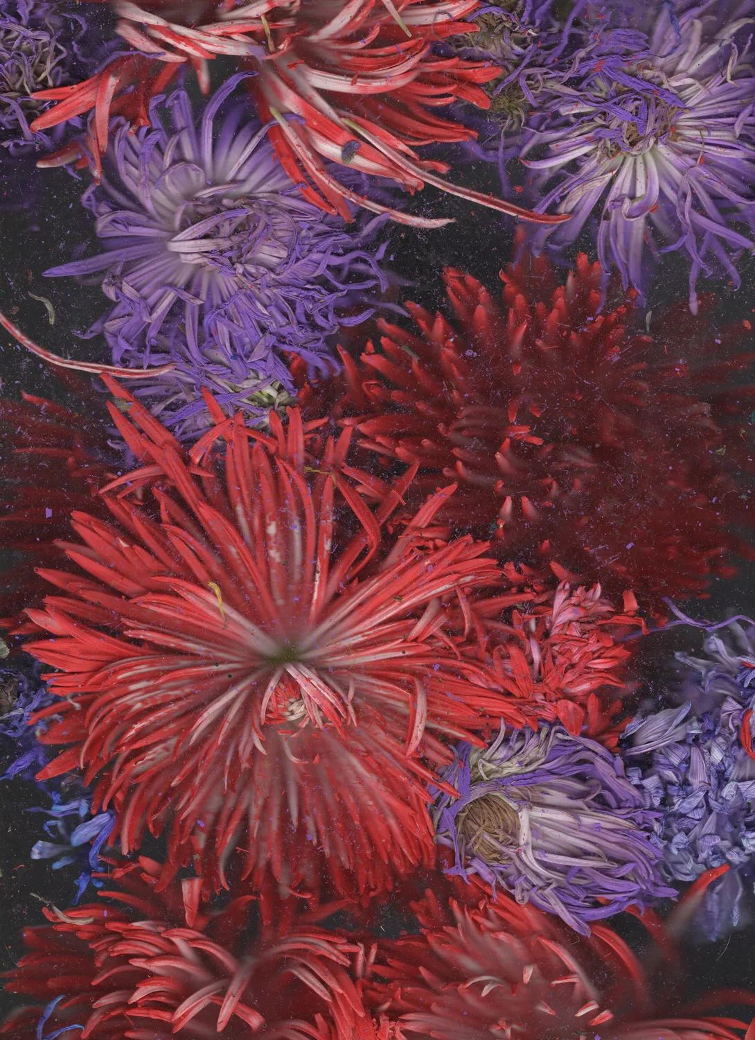 Quick and endless 782, 2018 by Megan Mueller, Scan printed on archival silver halide paper, 39 x 28 inches, Edition 1 of 3