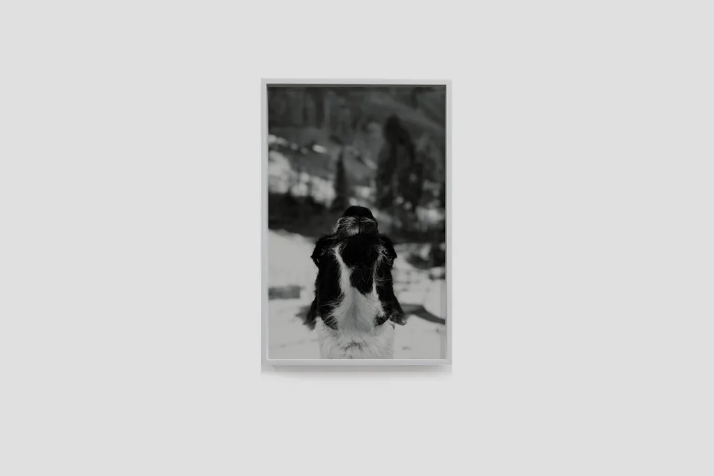 Installation image of Ohan Breiding's Playing Submarine show, of one portrait hanging on the wall. It shows a A black and white picture of a furry dog that is doing chin-up