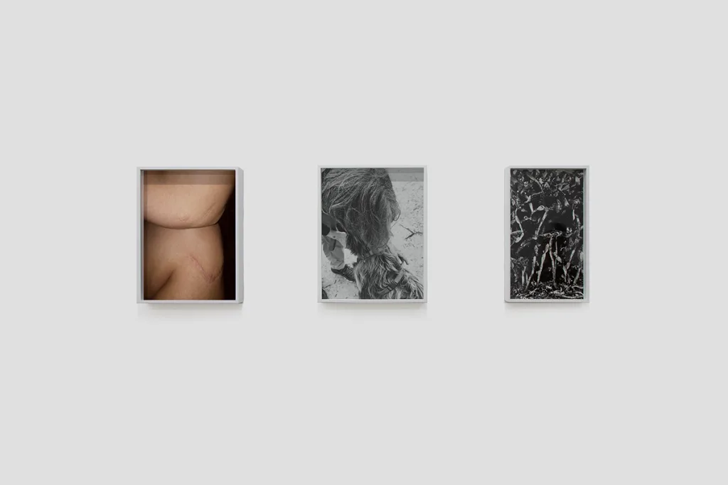 Installation image of Ohan Breiding's Playing Submarine show, of about three portraits hanging on the wall. The first one is a scarred elbow is resting on a scarred knee. The black and white photo of a person that is bending over and caressing a furry dog. The last photo is a black and white image of decaying flora