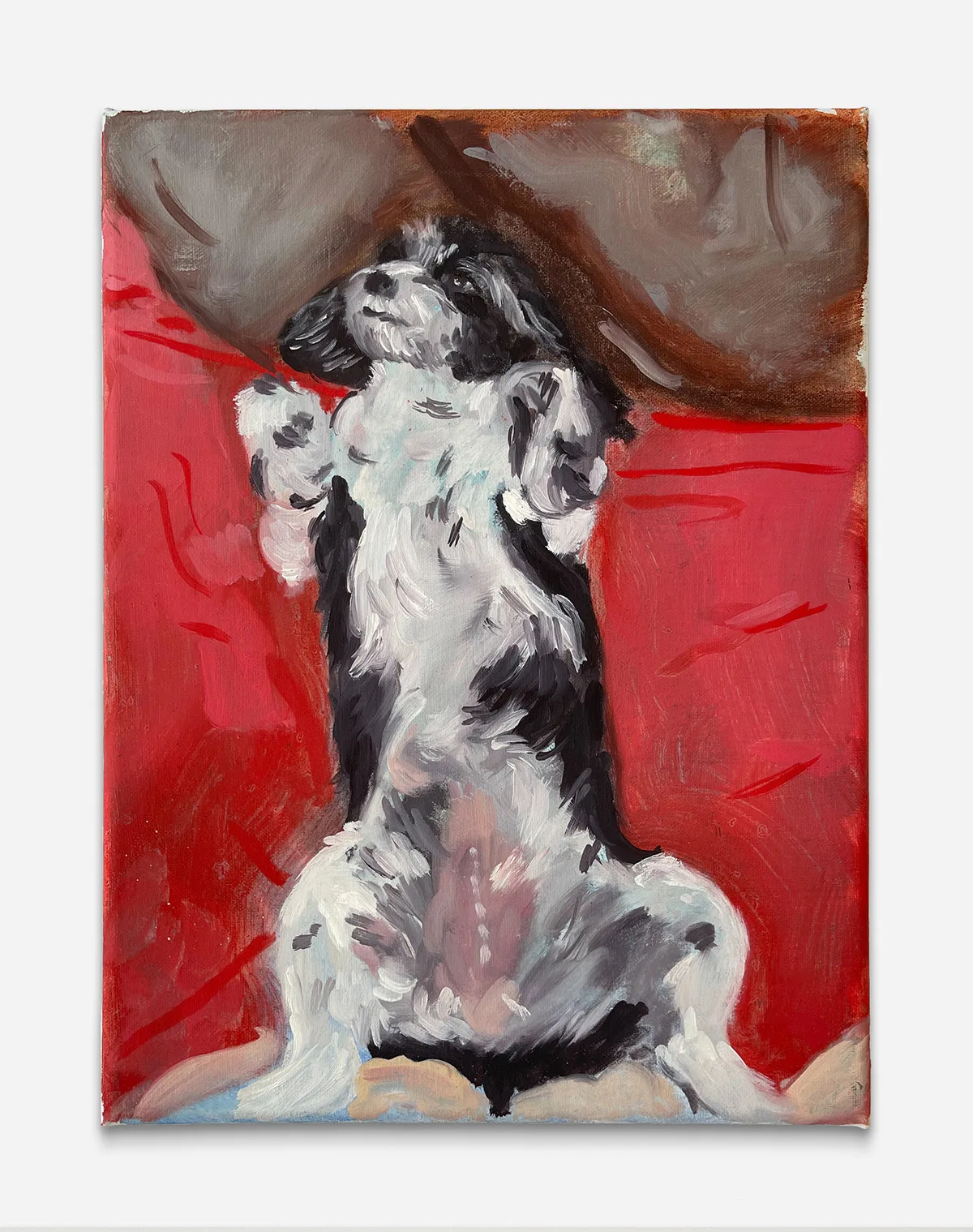 a black and white puppy lays with its belly up on a red sheet and brown pillow above its head