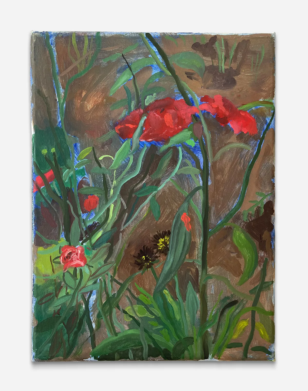 red flowers and green vines in the brown dirt